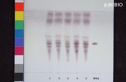 http://mpdb.nibiohn.go.jp/CONTENTS_ROOT/JP_IDENTIFICATION_PHOTO_DATA/JP_IDENTIFICATION_PHOTO_FILE/thumbnail/653.jpg