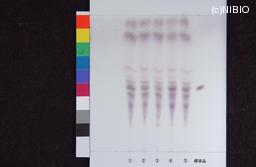 http://mpdb.nibiohn.go.jp/CONTENTS_ROOT/JP_IDENTIFICATION_PHOTO_DATA/JP_IDENTIFICATION_PHOTO_FILE/thumbnail/654.jpg