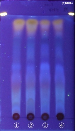 http://mpdb.nibiohn.go.jp/CONTENTS_ROOT/JP_IDENTIFICATION_PHOTO_DATA/JP_IDENTIFICATION_PHOTO_FILE/thumbnail/185.jpg