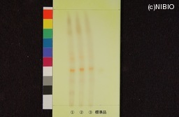 http://mpdb.nibiohn.go.jp/CONTENTS_ROOT/JP_IDENTIFICATION_PHOTO_DATA/JP_IDENTIFICATION_PHOTO_FILE/thumbnail/538.jpg
