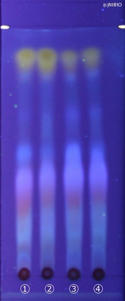 http://mpdb.nibiohn.go.jp/CONTENTS_ROOT/JP_IDENTIFICATION_PHOTO_DATA/JP_IDENTIFICATION_PHOTO_FILE/thumbnail/186.jpg