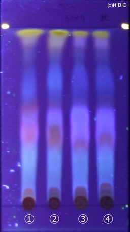 http://mpdb.nibiohn.go.jp/CONTENTS_ROOT/JP_IDENTIFICATION_PHOTO_DATA/JP_IDENTIFICATION_PHOTO_FILE/thumbnail/187.jpg