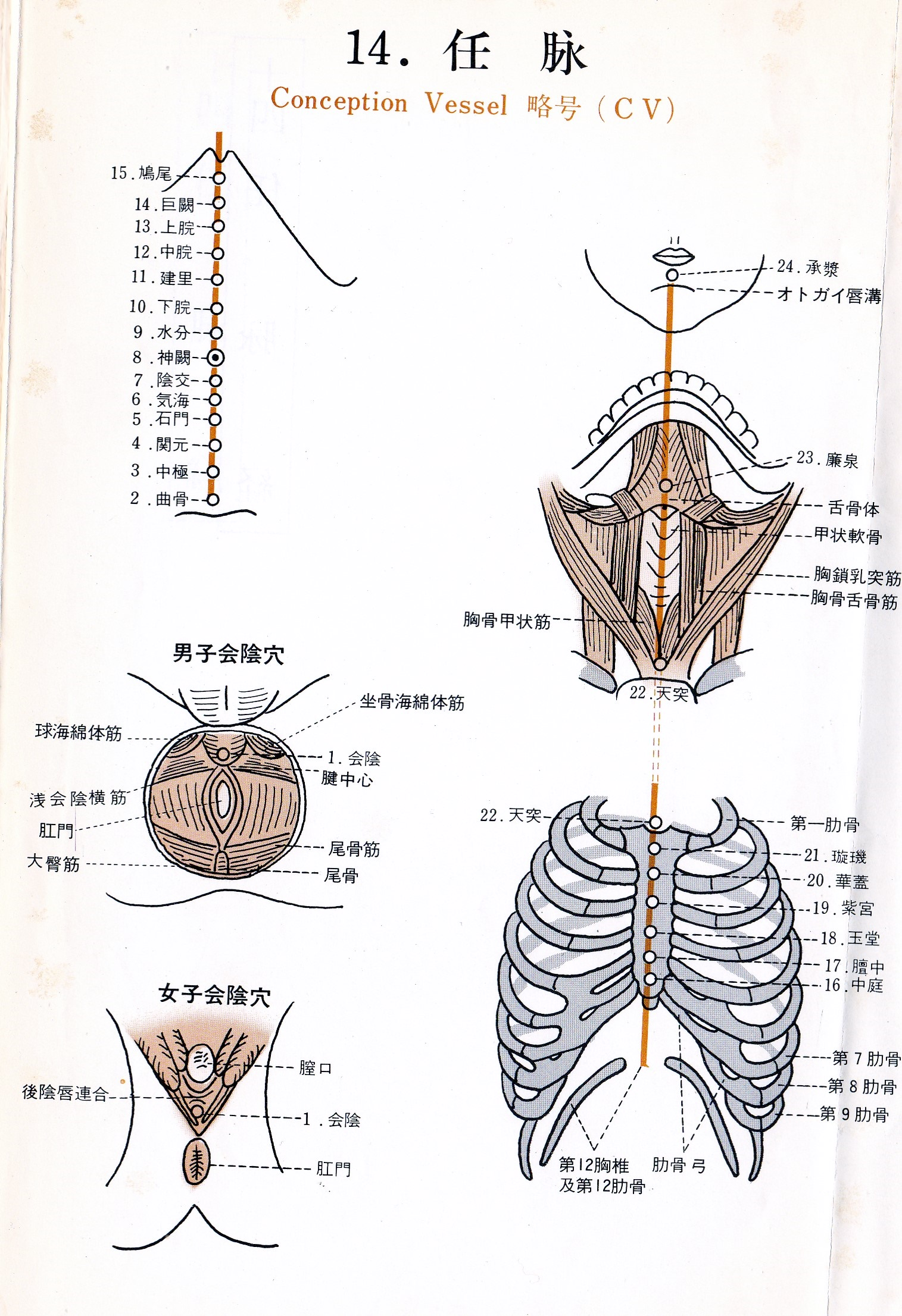 cv-任脈図