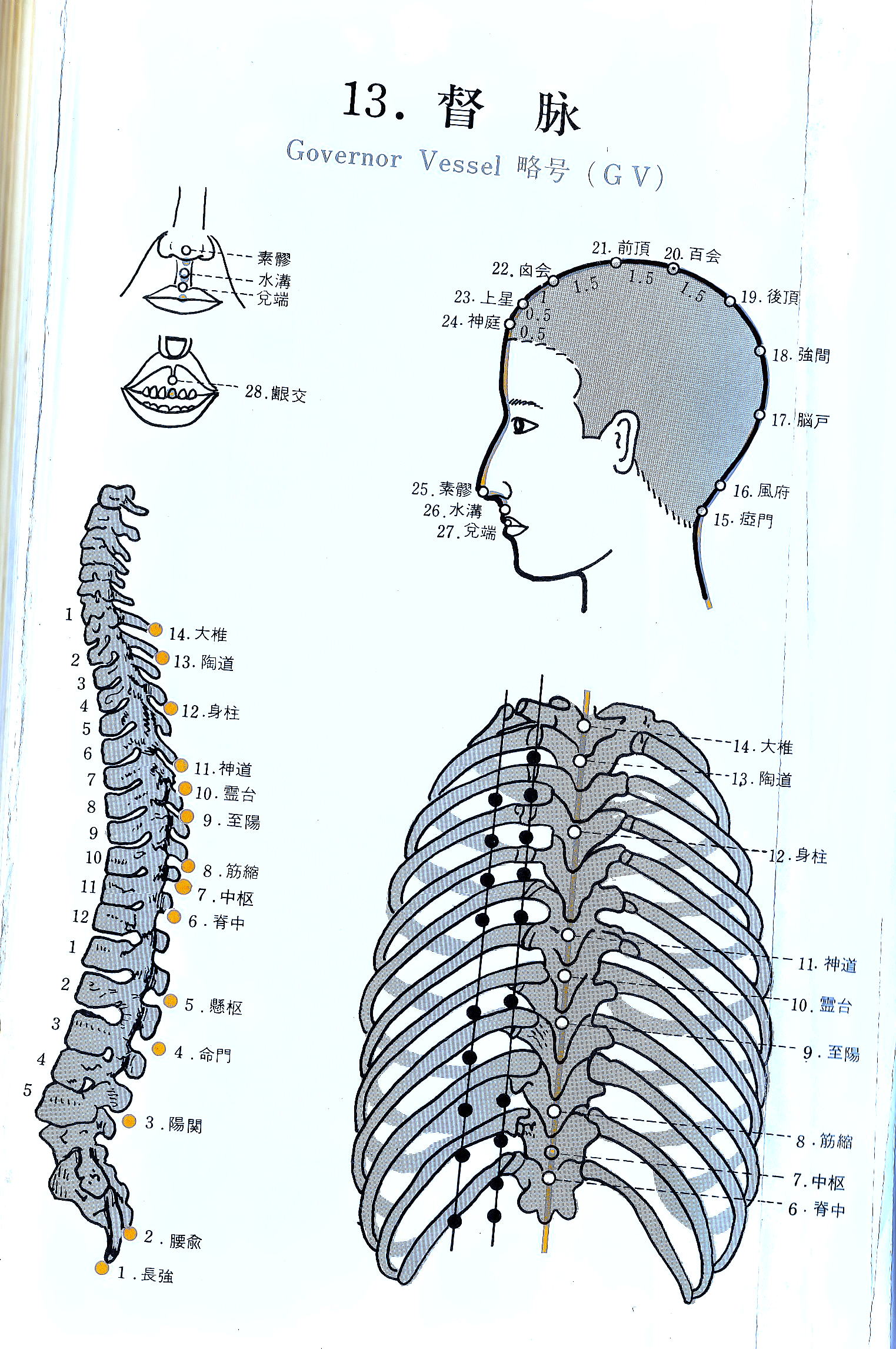 督脈の流注図