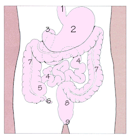 Human alimentary canal.jpg