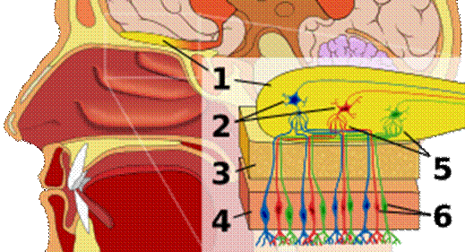 https://upload.wikimedia.org/wikipedia/commons/thumb/2/20/Olfactory_system.svg/300px-Olfactory_system.svg.png