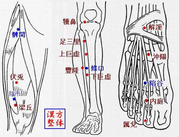 足陽明胃経のツボ