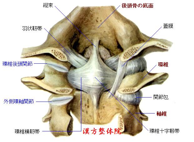 環椎後頭関節＆環軸関節