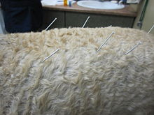 https://upload.wikimedia.org/wikipedia/commons/thumb/3/39/Canine_Acupuncture_%2810235748625%29.jpg/220px-Canine_Acupuncture_%2810235748625%29.jpg