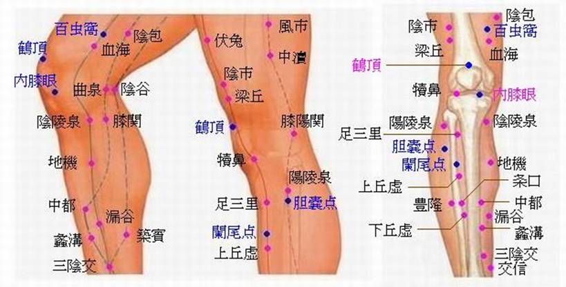 膝周辺のツボ1