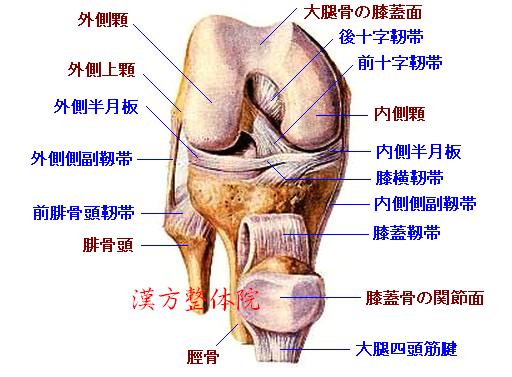 膝関節　前面-3