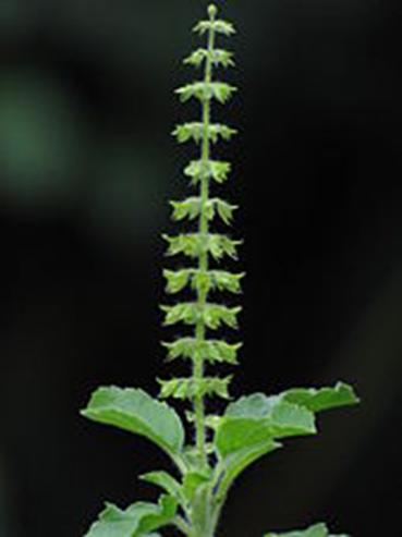 https://upload.wikimedia.org/wikipedia/commons/thumb/8/83/Tulsi-flower.JPG/170px-Tulsi-flower.JPG