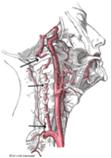 https://upload.wikimedia.org/wikipedia/commons/thumb/f/ff/Vertebral_artery.png/120px-Vertebral_artery.png