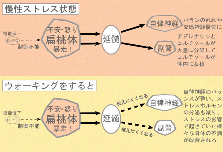ウォーキングの効果１