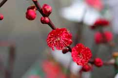 健康に良い薬草/山菜/ハーブ他の苗/通販のご案内