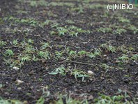 http://mpdb.nibiohn.go.jp/CONTENTS_ROOT/PLANT_PHOTO_DATA/PHOTO_FILE/thumbnail/1173.jpg
