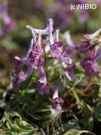 http://mpdb.nibiohn.go.jp/CONTENTS_ROOT/PLANT_PHOTO_DATA/PHOTO_FILE/thumbnail/1174.jpg