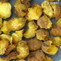 http://mpdb.nibiohn.go.jp/CONTENTS_ROOT/PLANT_PHOTO_DATA/PHOTO_FILE/thumbnail/1180.jpg