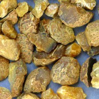 http://mpdb.nibiohn.go.jp/CONTENTS_ROOT/PLANT_PHOTO_DATA/PHOTO_FILE/thumbnail/1181.jpg