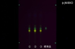 http://mpdb.nibiohn.go.jp/CONTENTS_ROOT/JP_IDENTIFICATION_PHOTO_DATA/JP_IDENTIFICATION_PHOTO_FILE/thumbnail/384.jpg