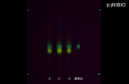 http://mpdb.nibiohn.go.jp/CONTENTS_ROOT/JP_IDENTIFICATION_PHOTO_DATA/JP_IDENTIFICATION_PHOTO_FILE/thumbnail/385.jpg