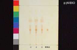 http://mpdb.nibiohn.go.jp/CONTENTS_ROOT/JP_IDENTIFICATION_PHOTO_DATA/JP_IDENTIFICATION_PHOTO_FILE/thumbnail/386.jpg
