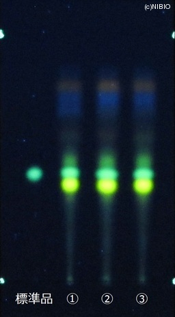 http://mpdb.nibiohn.go.jp/CONTENTS_ROOT/JP_IDENTIFICATION_PHOTO_DATA/JP_IDENTIFICATION_PHOTO_FILE/thumbnail/753.JPG