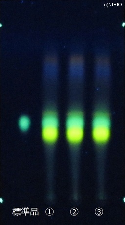 http://mpdb.nibiohn.go.jp/CONTENTS_ROOT/JP_IDENTIFICATION_PHOTO_DATA/JP_IDENTIFICATION_PHOTO_FILE/thumbnail/754.JPG