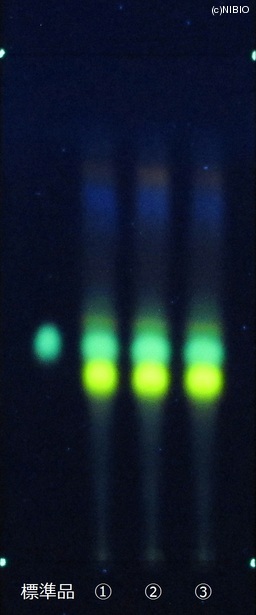 http://mpdb.nibiohn.go.jp/CONTENTS_ROOT/JP_IDENTIFICATION_PHOTO_DATA/JP_IDENTIFICATION_PHOTO_FILE/thumbnail/755.JPG