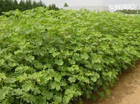 http://mpdb.nibiohn.go.jp/CONTENTS_ROOT/PLANT_PHOTO_DATA/PHOTO_FILE/thumbnail/246.jpg