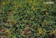 http://mpdb.nibiohn.go.jp/CONTENTS_ROOT/PLANT_PHOTO_DATA/PHOTO_FILE/thumbnail/557.jpg