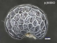http://mpdb.nibiohn.go.jp/CONTENTS_ROOT/PLANT_PHOTO_DATA/PHOTO_FILE/thumbnail/1017.jpg