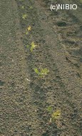 http://mpdb.nibiohn.go.jp/CONTENTS_ROOT/PLANT_PHOTO_DATA/PHOTO_FILE/thumbnail/32.jpg