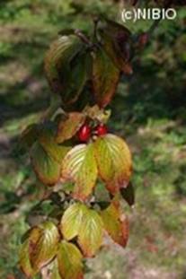 http://mpdb.nibiohn.go.jp/CONTENTS_ROOT/WHOLE_PHOTO_DATA/WHOLE_PHOTO_FILE/thumbnail/56.jpg