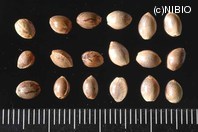 http://mpdb.nibiohn.go.jp/CONTENTS_ROOT/PLANT_PHOTO_DATA/PHOTO_FILE/thumbnail/848.jpg