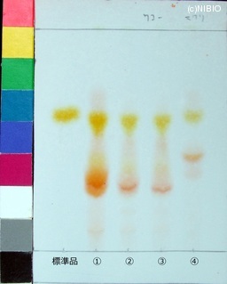 http://mpdb.nibiohn.go.jp/CONTENTS_ROOT/JP_IDENTIFICATION_PHOTO_DATA/JP_IDENTIFICATION_PHOTO_FILE/thumbnail/191.jpg