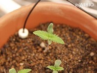 http://mpdb.nibiohn.go.jp/CONTENTS_ROOT/PLANT_PHOTO_DATA/PHOTO_FILE/thumbnail/849.jpg