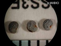 http://mpdb.nibiohn.go.jp/CONTENTS_ROOT/PLANT_PHOTO_DATA/PHOTO_FILE/thumbnail/1020.jpg