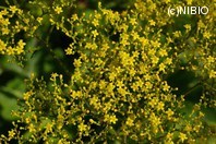 http://mpdb.nibiohn.go.jp/CONTENTS_ROOT/PLANT_PHOTO_DATA/PHOTO_FILE/thumbnail/1282.jpg