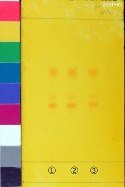 http://mpdb.nibiohn.go.jp/CONTENTS_ROOT/JP_IDENTIFICATION_PHOTO_DATA/JP_IDENTIFICATION_PHOTO_FILE/thumbnail/127.jpg