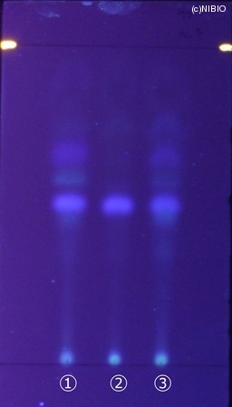http://mpdb.nibiohn.go.jp/CONTENTS_ROOT/JP_IDENTIFICATION_PHOTO_DATA/JP_IDENTIFICATION_PHOTO_FILE/thumbnail/133.jpg