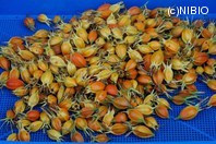 http://mpdb.nibiohn.go.jp/CONTENTS_ROOT/PLANT_PHOTO_DATA/PHOTO_FILE/thumbnail/377.jpg
