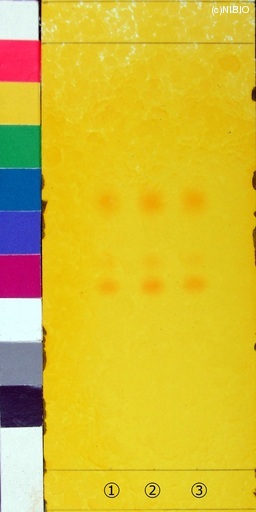 http://mpdb.nibiohn.go.jp/CONTENTS_ROOT/JP_IDENTIFICATION_PHOTO_DATA/JP_IDENTIFICATION_PHOTO_FILE/thumbnail/128.jpg