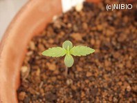 http://mpdb.nibiohn.go.jp/CONTENTS_ROOT/PLANT_PHOTO_DATA/PHOTO_FILE/thumbnail/851.jpg