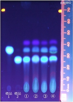 http://mpdb.nibiohn.go.jp/CONTENTS_ROOT/JP_IDENTIFICATION_PHOTO_DATA/JP_IDENTIFICATION_PHOTO_FILE/thumbnail/151.jpg