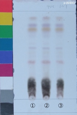 http://mpdb.nibiohn.go.jp/CONTENTS_ROOT/JP_IDENTIFICATION_PHOTO_DATA/JP_IDENTIFICATION_PHOTO_FILE/thumbnail/237.jpg