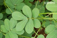 http://mpdb.nibiohn.go.jp/CONTENTS_ROOT/PLANT_PHOTO_DATA/PHOTO_FILE/thumbnail/243.jpg
