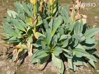 http://mpdb.nibiohn.go.jp/CONTENTS_ROOT/PLANT_PHOTO_DATA/PHOTO_FILE/thumbnail/253.jpg