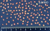 http://mpdb.nibiohn.go.jp/CONTENTS_ROOT/PLANT_PHOTO_DATA/PHOTO_FILE/thumbnail/379.jpg