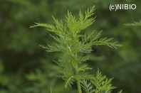 http://mpdb.nibiohn.go.jp/CONTENTS_ROOT/PLANT_PHOTO_DATA/PHOTO_FILE/thumbnail/1262.jpg